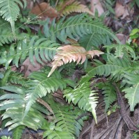 Blechnum occidentale L.